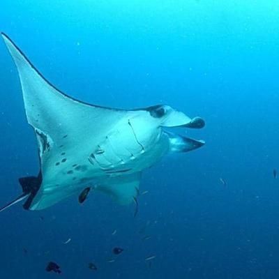 魟魚弓背像捕食的動作：關于魟魚捕食行為的一些詳細信息