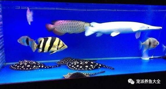 魟魚弓背像捕食的動作：關于魟魚捕食行為的一些詳細信息