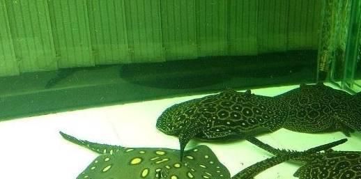 魟魚飼養會死的結果：魟魚飼養會死亡的結果