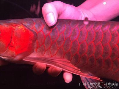 龍魚去哪里買比較好，廣州龍虎匯龍魚品種介紹寧波魚市龍魚品質如何