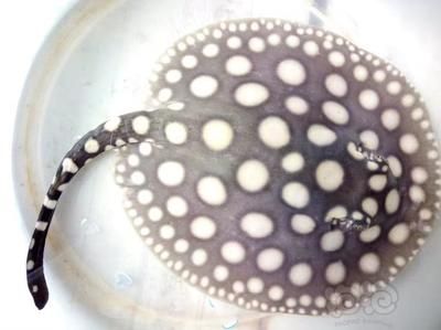 魚生寄生蟲，感染后多久會出現癥狀？魚生寄生蟲感染后多久會出現癥狀？