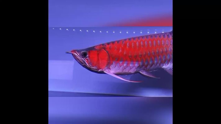 月光鴨嘴魚苗飼料品牌推薦，關于月光鴨嘴魚苗飼料的一些推薦和相關信息 月光鴨嘴魚苗飼料品牌推薦，關于月光鴨嘴魚苗飼料的一些推薦和相關信息 虎魚百科 第1張