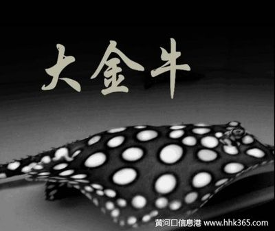 皇冠黑白魟魚怎么養：皇冠黑白魟魚對水質的要求非常嚴格