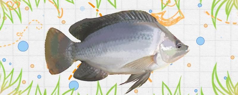 羅非魚一般多重