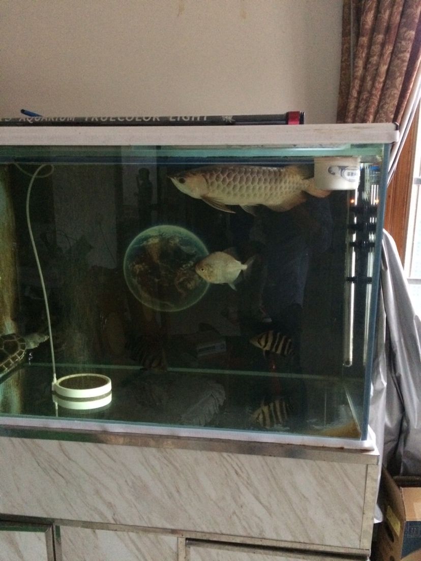 瓷盆魚缸用什么過濾（陶瓷盆養(yǎng)魚配什么過濾器）