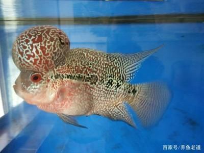 養(yǎng)魟魚必須困水嗎：養(yǎng)魟魚是否必須困水，存在不同的觀點(diǎn)和做法和做法和做法