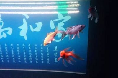 養(yǎng)魟魚必須困水嗎：養(yǎng)魟魚是否必須困水，存在不同的觀點(diǎn)和做法和做法和做法