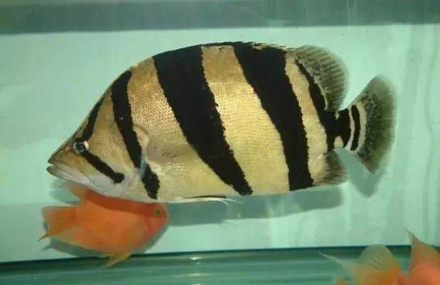 泰國虎魚適宜的光照條件，泰國虎魚對光照條件的具體要求