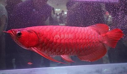 紅龍魚風水學說法圖解