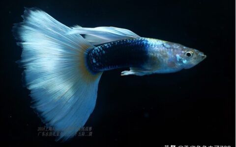 混養中層魚的食性協調方法,如何通過混養中層魚的食性協調混養中層魚的水質管理方法 虎魚百科 第3張 混養中層魚的食性協調方法,如何通過混養中層魚的食性協調混養中層魚的水質管理方法 混養中層魚的食性協調方法,如何通過混養中層魚的食性協調混養中層魚的水質管理方法 虎魚百科 第3張
