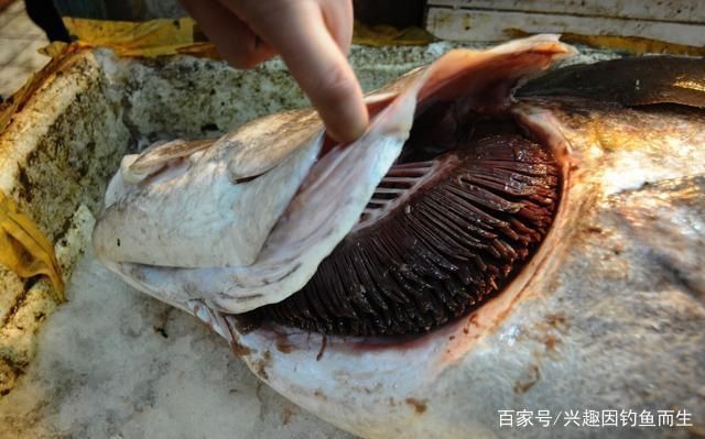 混養中層魚的食性協調方法,如何通過混養中層魚的食性協調混養中層魚的水質管理方法 虎魚百科 第1張 混養中層魚的食性協調方法,如何通過混養中層魚的食性協調混養中層魚的水質管理方法 混養中層魚的食性協調方法,如何通過混養中層魚的食性協調混養中層魚的水質管理方法 虎魚百科 第1張