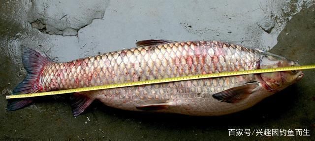 混養中層魚的食性協調方法,如何通過混養中層魚的食性協調混養中層魚的水質管理方法 虎魚百科 第5張 混養中層魚的食性協調方法,如何通過混養中層魚的食性協調混養中層魚的水質管理方法 混養中層魚的食性協調方法,如何通過混養中層魚的食性協調混養中層魚的水質管理方法 虎魚百科 第5張