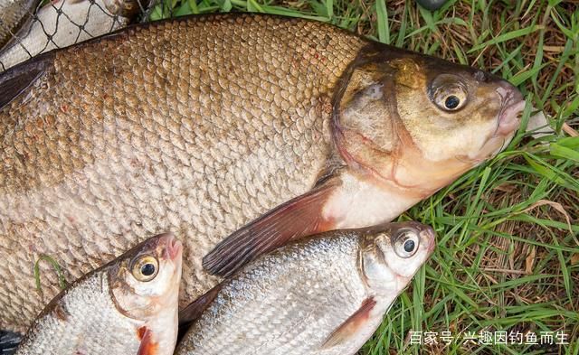 混養中層魚的食性協調方法,如何通過混養中層魚的食性協調混養中層魚的水質管理方法 虎魚百科 第6張 混養中層魚的食性協調方法,如何通過混養中層魚的食性協調混養中層魚的水質管理方法 混養中層魚的食性協調方法,如何通過混養中層魚的食性協調混養中層魚的水質管理方法 虎魚百科 第6張