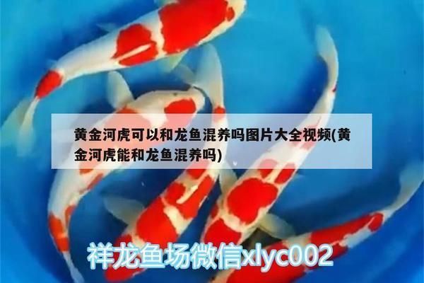 黃金河虎魚混養成功案例