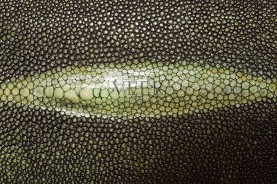 魟魚長黑點：魟魚身上出現黑點可能是正常生理現象，可能是水質問題導致的