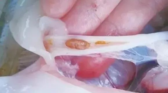 魟魚顏色變淺原因：魟魚顏色變淺的原因