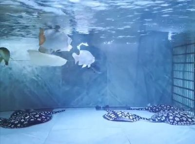 魟魚換水脫模會死嗎：魟魚在換水過程中出現(xiàn)脫模現(xiàn)象會導(dǎo)致死亡取決于多種因素
