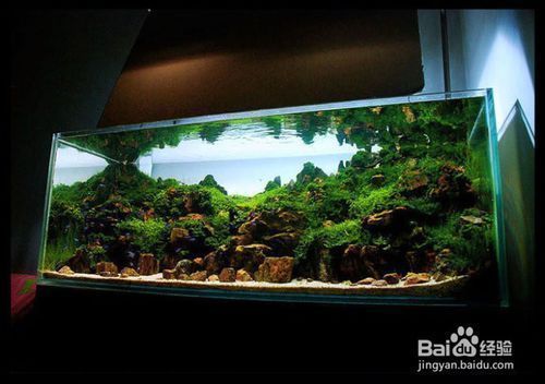 龍魚缸如何造景