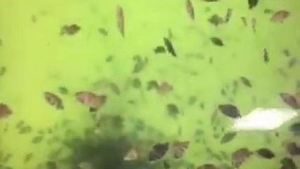 元寶鳳凰紅龍魚最忌三種東西，飼養禁忌與健康管理，元寶鳳凰紅龍魚三大飼養禁忌與健康管理要點