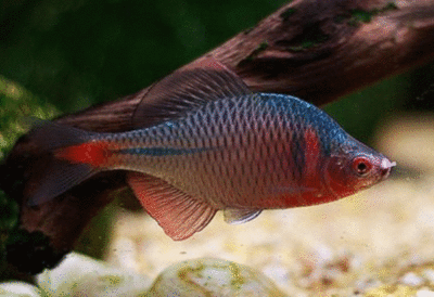 好看的大觀賞魚品種（觀賞魚的養護技巧了解觀賞魚的養護技巧了解觀賞魚的養護技巧） 好看的大觀賞魚品種（觀賞魚的養護技巧了解觀賞魚的養護技巧了解觀賞魚的養護技巧） 元寶鳳凰魚百科 第4張