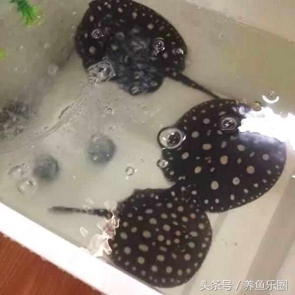 魟魚繁殖注意事項和方法：魟魚的繁殖注意事項和方法