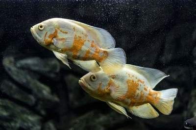 龍魚雕件