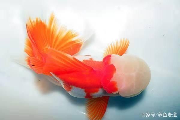 魚碰缸是什么原因？解析魚類異常行為的背后因素，魚碰缸的5大原因及解決方法，養魚新手必看！