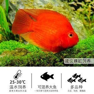 元寶鳳凰魚和鸚鵡魚能混養嗎：元寶鳳凰魚和鸚鵡魚在混養時需要考慮以下幾個因素