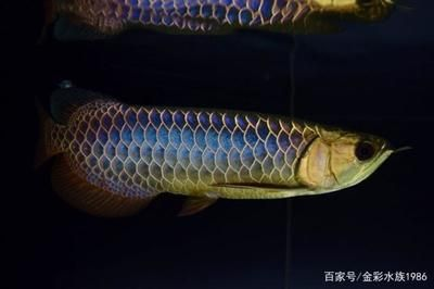藍底金龍魚用什么顏色燈管，藍底金龍魚燈光色溫選擇指南，如何防止金龍魚因光老化