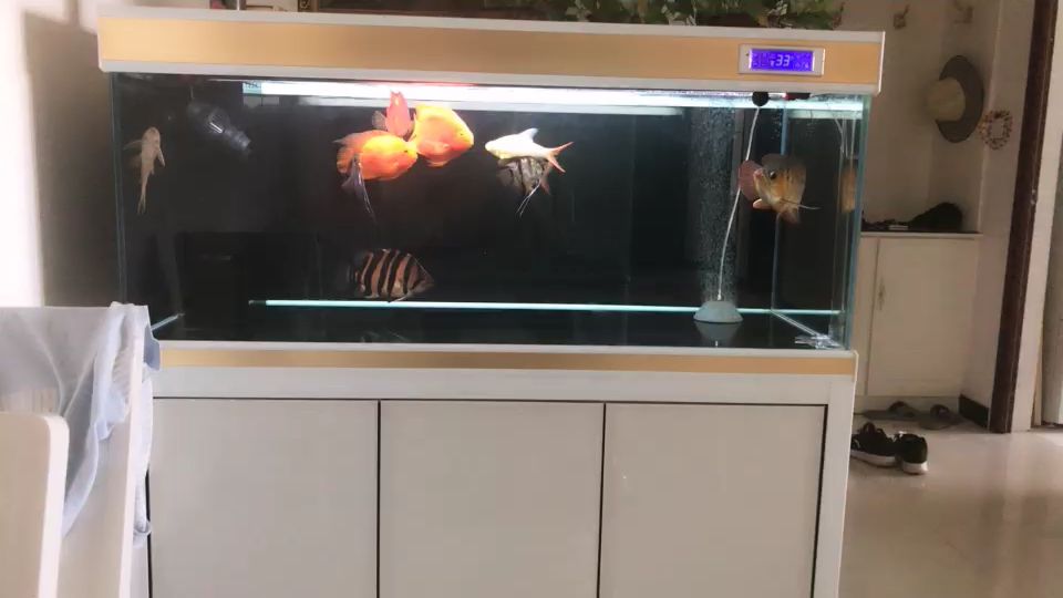 虎魚(yú)價(jià)格上漲速度第一??