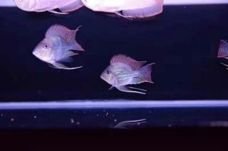 元寶鳳凰魚混養的最佳伴侶，元寶鳳凰魚混養的最佳伴侶是什么魚