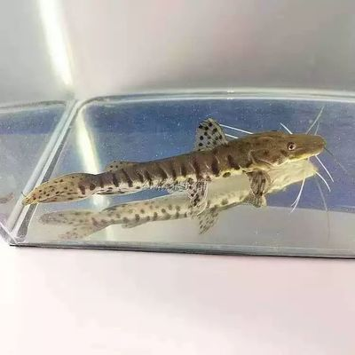 冬季元寶鳳凰魚光照調整：冬季養殖元寶鳳凰魚的策略