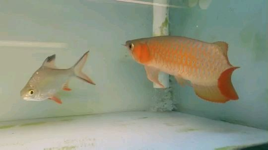 蘭壽魚缸欣賞（蘭壽魚缸視頻） 蘭壽魚缸欣賞（蘭壽魚缸視頻） 魚缸百科 第3張