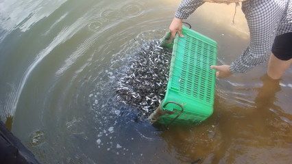魚元寶蛋的孵化奧秘，從神秘卵到珍貴金魚的誕生，揭秘魚元寶蛋孵化，從神秘卵到珍貴金魚的蛻變之旅
