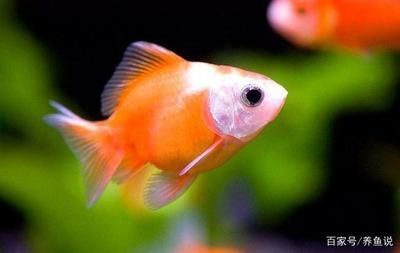 魚苗養殖方法和技術指南,魚苗高效養殖技術與方法全指南