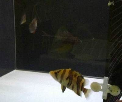 魚塘沒草鯽魚怎么產卵呢？揭秘鯽魚繁殖的關鍵因素與解決方案，魚塘無草環境下鯽魚產卵難題解析與應對策略