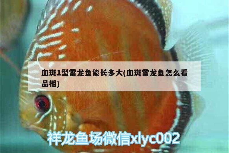 血斑1型雷龍魚能長多大(血斑雷龍魚怎么看品相)