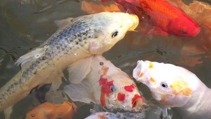 20種最佳魚混養配比，打造和諧水族箱的終極指南，20種最佳魚混養配比，打造和諧水族箱的終極指南
