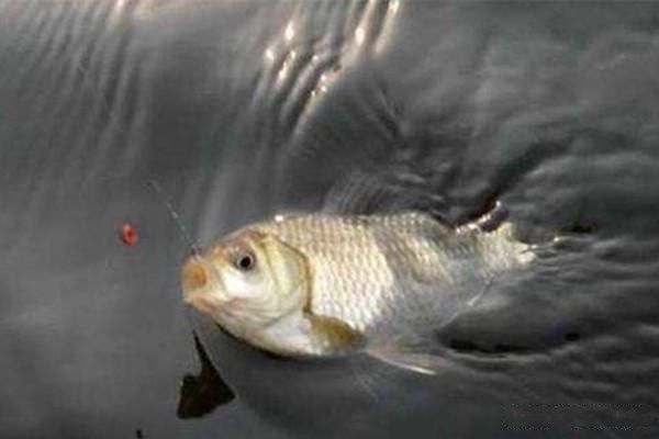 龍魚吃的小魚怎樣消毒的快