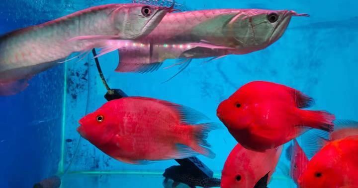 魚爛尾爛鰭的病因分析與綜合治療方案，魚爛尾爛鰭的病因解析與全面治療指南
