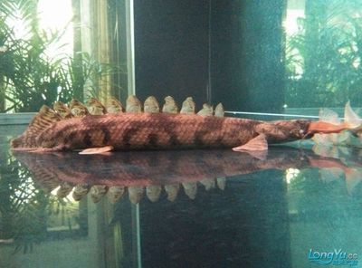 虎紋恐龍王魚養殖難度，虎紋恐龍王魚養殖要點
