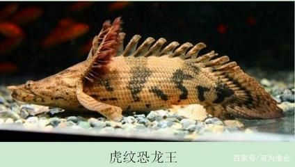 虎紋恐龍王魚養殖難度，虎紋恐龍王魚養殖要點