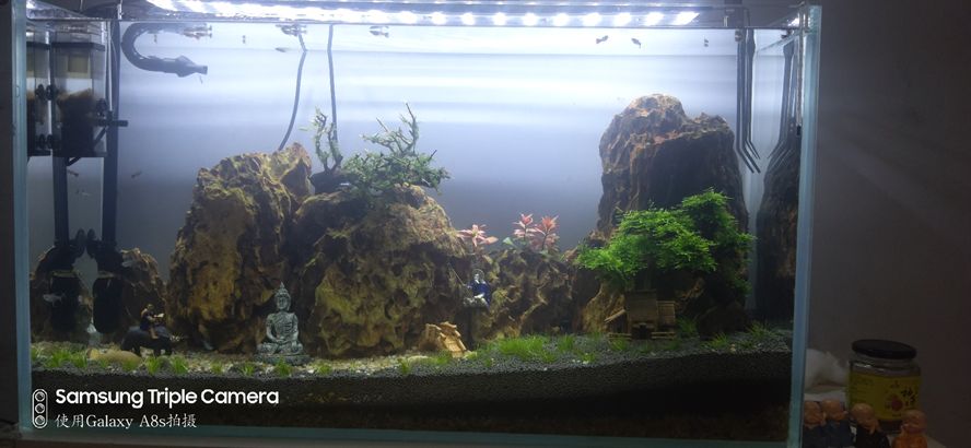 白金龍魚吃什么飼料好（口袋妖怪白金冥王龍配招）