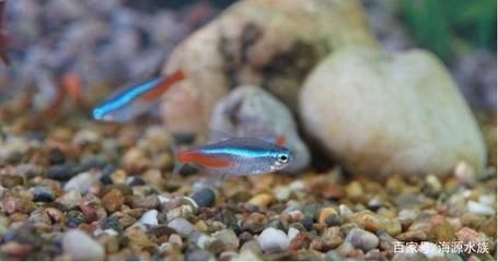 最值錢的金龍魚是哪種品種的：探尋水族世界里的黃金貴族，最值錢金龍魚品種揭秘