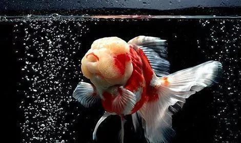 金龍魚怎么養(yǎng)變色快一點(diǎn)，如何讓金龍魚的顏色變得更加艷麗