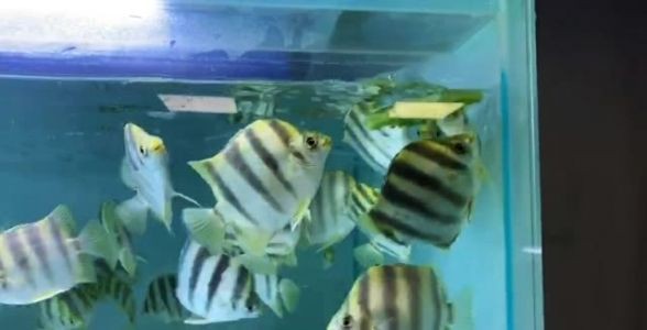 [2025]非洲金古魚：珍稀熱帶魚種的魅力與養殖秘籍，探索其獨特之處及市場前景，非洲金古魚，探秘珍稀熱帶魚種的