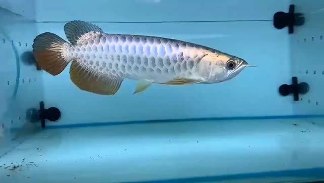 藍底過背金龍魚2025081701：藍底過背金龍魚