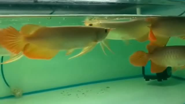 印尼精品小紅龍大量到貨量大批發：印尼的精品小紅龍產品正在大量到貨并且可以進行大規模批發