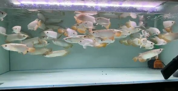 精選練手小金龍魚多少錢一只，價格親民，品質保證，打造您的水族箱新寵！