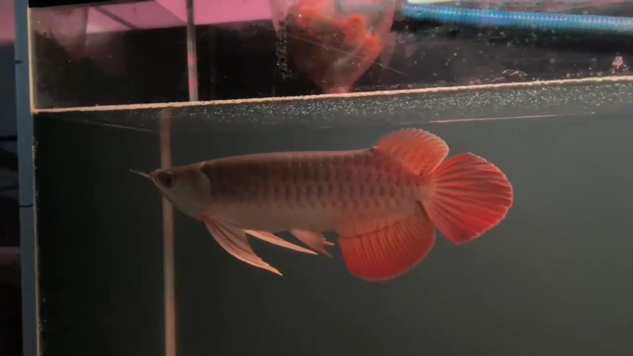 [2025]25cm大湖系紅龍魚：25cm大湖系紅龍魚如何創造一個適合紅龍魚類生存的環境，25cm大湖系紅龍魚生存環境